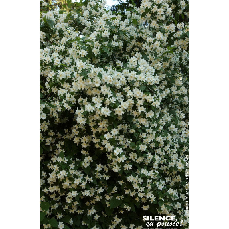 Seringat des jardins 50cm Silence ca pousse de Plantes Silence ça pousse dans Arbustes caducs en livraison