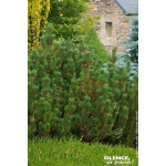 Pin de montagne nain 50cm Silence ca pousse de Plantes Silence ça pousse dans Conifères de rocailles en livraison