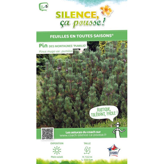 Pin de montagne nain 50cm Silence ca pousse de Plantes Silence ça pousse dans Conifères de rocailles en livraison