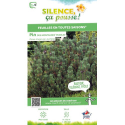 Pin de montagne nain 50cm Silence ca pousse de Plantes Silence ça pousse dans Conifères de rocailles en livraison