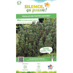 Pin de montagne nain 50cm Silence ca pousse de Plantes Silence ça pousse dans Conifères de rocailles en livraison