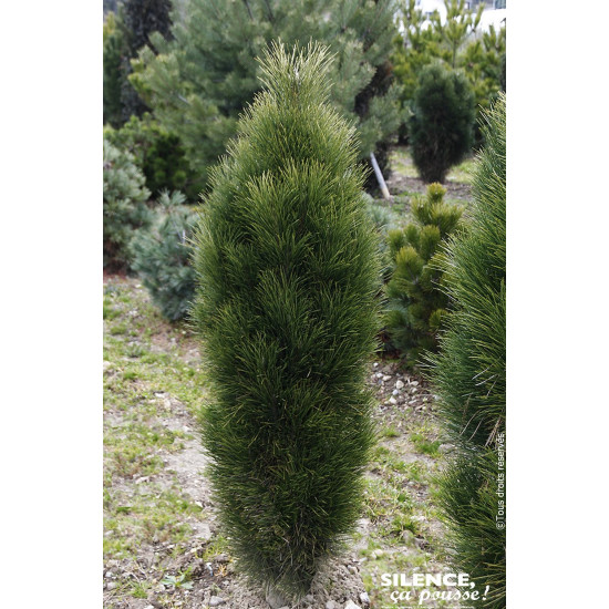Pin noir Green Tower 80cm Silence ca pousse de Plantes Silence ça pousse dans Conifères de rocailles en livraison