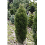 Pin noir Green Tower 80cm Silence ca pousse de Plantes Silence ça pousse dans Conifères de rocailles en livraison