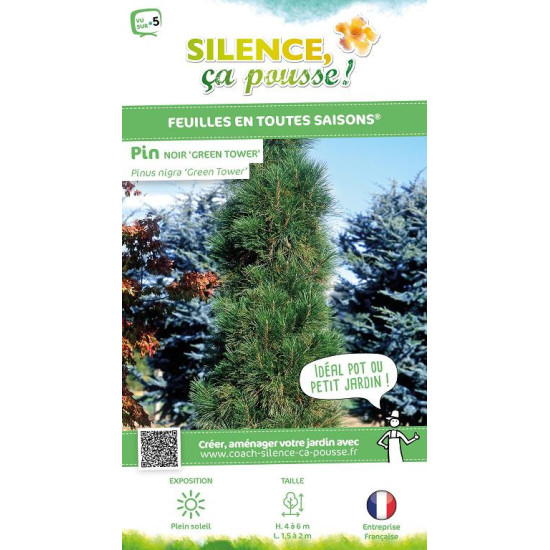 Pin noir Green Tower 80cm Silence ca pousse de Plantes Silence ça pousse dans Conifères de rocailles en livraison