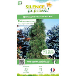 Pin noir Green Tower 80cm Silence ca pousse de Plantes Silence ça pousse dans Conifères de rocailles en livraison