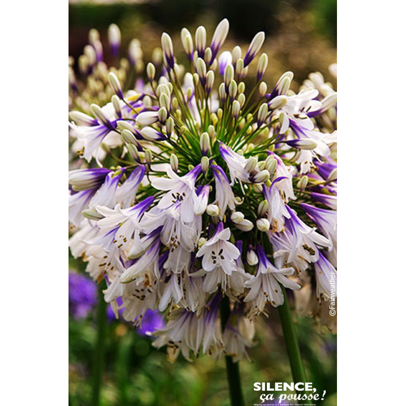 AGAPANTHUS FIREWORKS C4,5 TF/BU de Plantes Silence ça pousse dans Plantes à petits fruits (kiwi, myrtilles, groseilles, cassi...