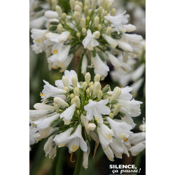 AGAPANTHUS EVER WHITE R C4,5 TF/BU de Plantes Silence ça pousse dans Plantes à petits fruits (kiwi, myrtilles, groseilles, ca...