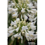 AGAPANTHUS EVER WHITE R C4,5 TF/BU de Plantes Silence ça pousse dans Plantes à petits fruits (kiwi, myrtilles, groseilles, ca...