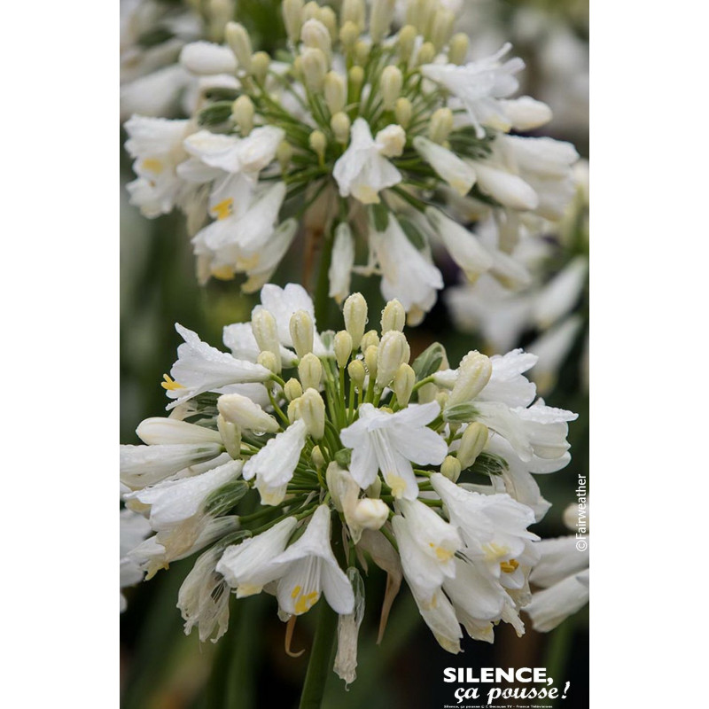 AGAPANTHUS EVER WHITE R C4,5 TF/BU de Plantes Silence ça pousse dans Plantes à petits fruits (kiwi, myrtilles, groseilles, ca...