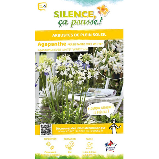 AGAPANTHUS EVER WHITE R C4,5 TF/BU de Plantes Silence ça pousse dans Plantes à petits fruits (kiwi, myrtilles, groseilles, ca...