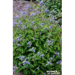 Ceanothe MARIE BLEUE 65cm Silence ca pousse de Plantes Silence ça pousse dans Arbustes caducs en livraison