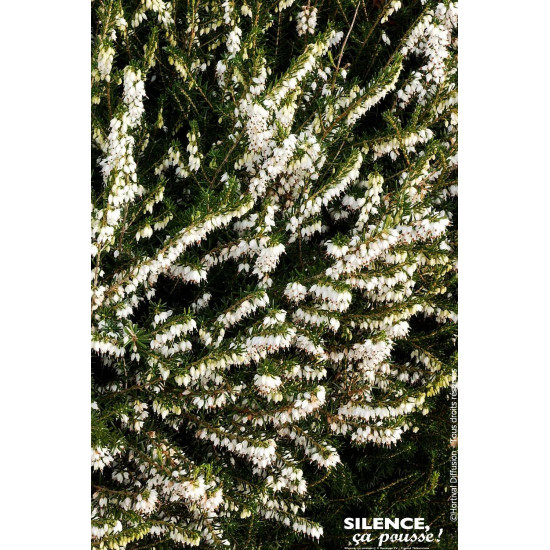 ERICA D,WHITE PERFECTION C2 de Plantes Silence ça pousse dans Plantes à petits fruits (kiwi, myrtilles, groseilles, cassis, f...