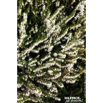 ERICA D,WHITE PERFECTION C2 de Plantes Silence ça pousse dans Plantes à petits fruits (kiwi, myrtilles, groseilles, cassis, f...