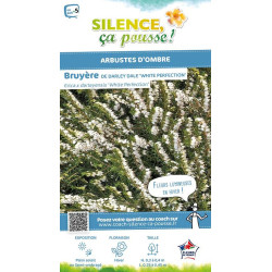 ERICA D,WHITE PERFECTION C2 de Plantes Silence ça pousse dans Plantes à petits fruits (kiwi, myrtilles, groseilles, cassis, f...