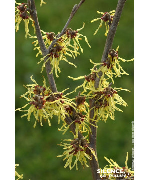 HAMAMELIS INTE,ARNOLD PROMISE C5 TF/BU de Plantes Silence ça pousse dans Plantes à petits fruits (kiwi, myrtilles, groseilles...