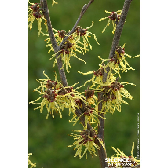 HAMAMELIS INTE,ARNOLD PROMISE C5 TF/BU de Plantes Silence ça pousse dans Plantes à petits fruits (kiwi, myrtilles, groseilles...