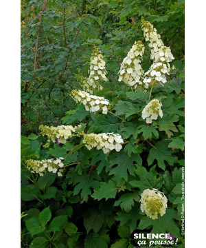 HYDRANGEA QUER,APPLAUSE C4,5 TF/BU de Plantes Silence ça pousse dans Arbustes caducs en livraison