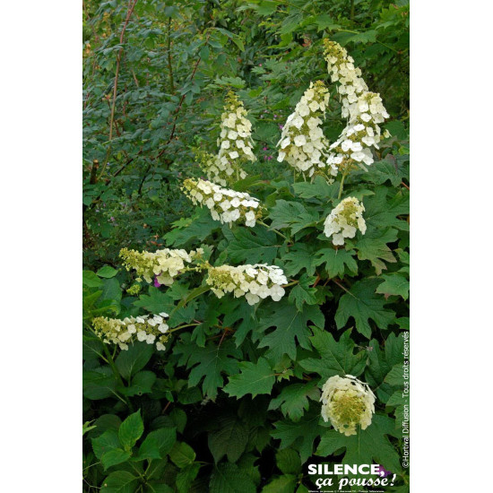 HYDRANGEA QUER,APPLAUSE C4,5 TF/BU de Plantes Silence ça pousse dans Arbustes caducs en livraison