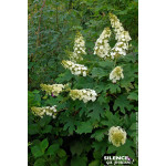 HYDRANGEA QUER,APPLAUSE C4,5 TF/BU de Plantes Silence ça pousse dans Arbustes caducs en livraison