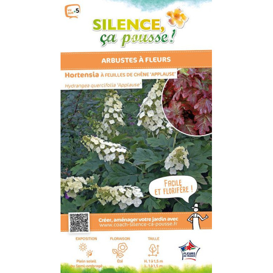 HYDRANGEA QUER,APPLAUSE C4,5 TF/BU de Plantes Silence ça pousse dans Arbustes caducs en livraison