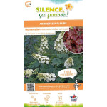HYDRANGEA QUER,APPLAUSE C4,5 TF/BU de Plantes Silence ça pousse dans Arbustes caducs en livraison