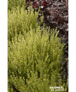 Chevrefeuille arbustif brillant compact 50cm de Plantes Silence ça pousse dans Arbustes persistants en livraison