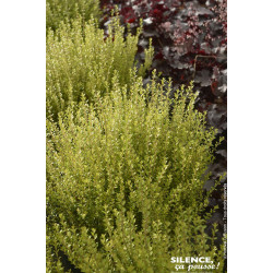 Chevrefeuille arbustif brillant compact 50cm de Plantes Silence ça pousse dans Arbustes persistants en livraison