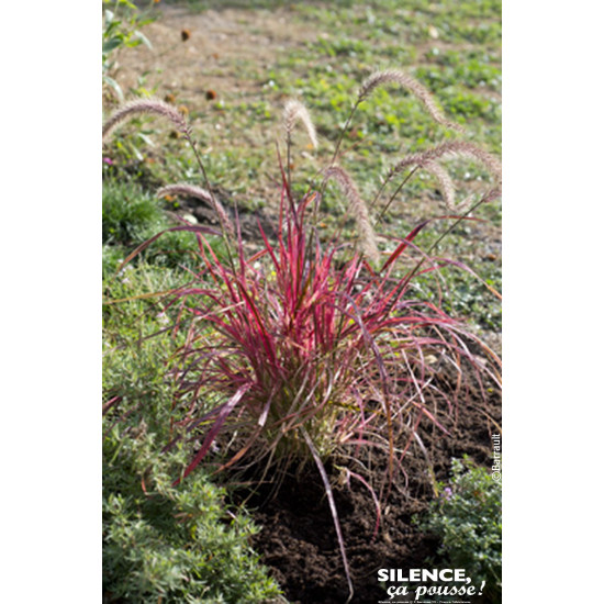 Herbe aux ecouvillons soyeuse Fireworks 80cm de Plantes Silence ça pousse dans Graminées en livraison
