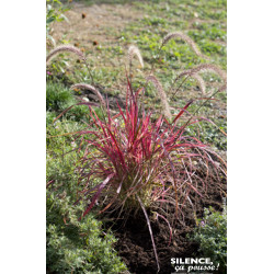 Herbe aux ecouvillons soyeuse Fireworks 80cm de Plantes Silence ça pousse dans Graminées en livraison