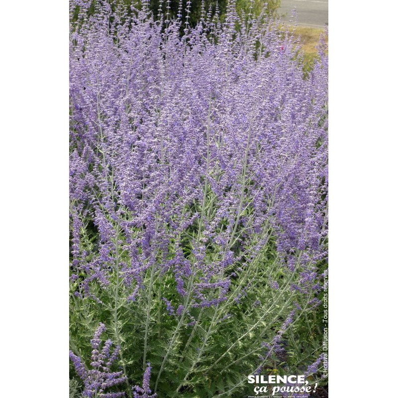 PEROVSKIA ATRI,BLUE SPIRE C10 TF/BU de Plantes Silence ça pousse dans Arbustes caducs en livraison