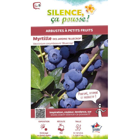 Myrtille des jardins Blue Crop Bleuet 80cm de Plantes Silence ça pousse dans Plantes à petits fruits (kiwi, myrtilles, grosei...