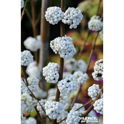Callicarpa de Bodinier MAGICAL SNOWSTAR 80cm de Plantes Silence ça pousse dans Arbustes caducs en livraison