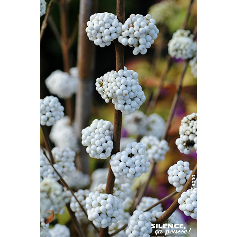 Callicarpa de Bodinier MAGICAL SNOWSTAR 80cm de Plantes Silence ça pousse dans Arbustes caducs en livraison