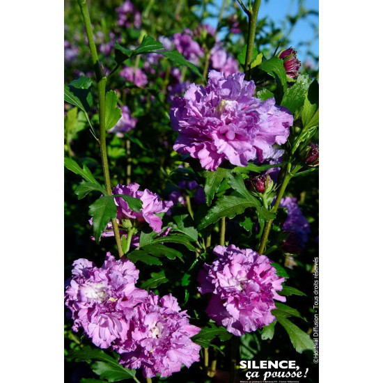 Hibiscus FRENCH CABARET PURPLE, Althea 100cm de Plantes Silence ça pousse dans Arbustes caducs en livraison