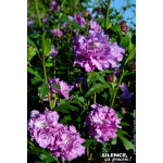 Hibiscus FRENCH CABARET PURPLE, Althea 100cm de Plantes Silence ça pousse dans Arbustes caducs en livraison
