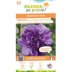 Hibiscus FRENCH CABARET PURPLE, Althea 100cm de Plantes Silence ça pousse dans Arbustes caducs en livraison