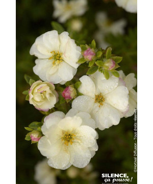 Potentille arbustive DOUBLE PUNCH CREAM 50cm de Plantes Silence ça pousse dans Arbustes caducs en livraison
