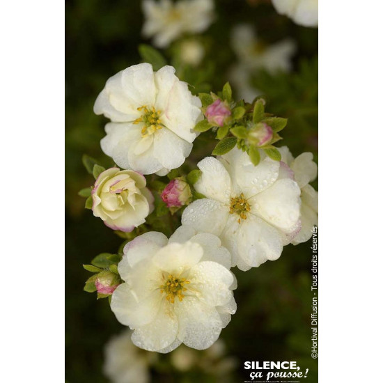 Potentille arbustive DOUBLE PUNCH CREAM 50cm de Plantes Silence ça pousse dans Arbustes caducs en livraison