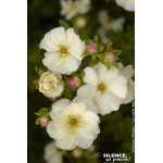 Potentille arbustive DOUBLE PUNCH CREAM 50cm de Plantes Silence ça pousse dans Arbustes caducs en livraison