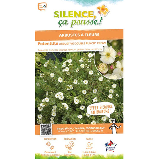 Potentille arbustive DOUBLE PUNCH CREAM 50cm de Plantes Silence ça pousse dans Arbustes caducs en livraison