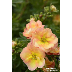 Potentille arbustive DOUBLE PUNCH PEACH 50cm de Plantes Silence ça pousse dans Arbustes caducs en livraison