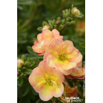 Potentille arbustive DOUBLE PUNCH PEACH 50cm de Plantes Silence ça pousse dans Arbustes caducs en livraison
