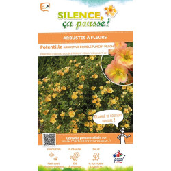 Potentille arbustive DOUBLE PUNCH PEACH 50cm de Plantes Silence ça pousse dans Arbustes caducs en livraison
