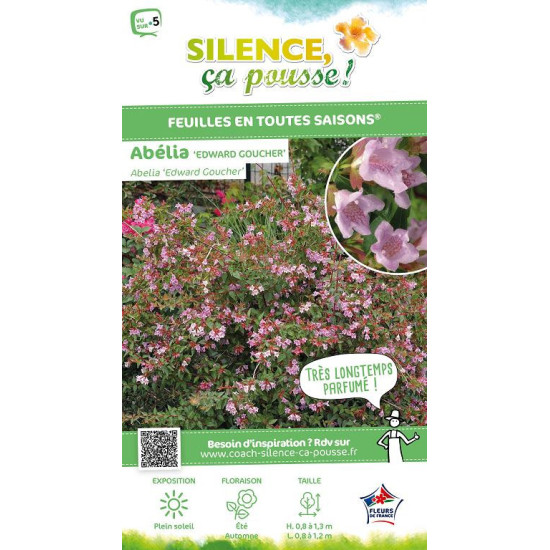Abelia Edward Goucher 30cm Silence ca pousse de Plantes Silence ça pousse dans Arbustes persistants en livraison