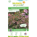 Abelia Edward Goucher 30cm Silence ca pousse de Plantes Silence ça pousse dans Arbustes persistants en livraison