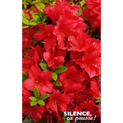 Azalee du Japon rouge 50cm Silence ca pousse de Plantes Silence ça pousse dans Plantes à petits fruits (kiwi, myrtilles, gros...