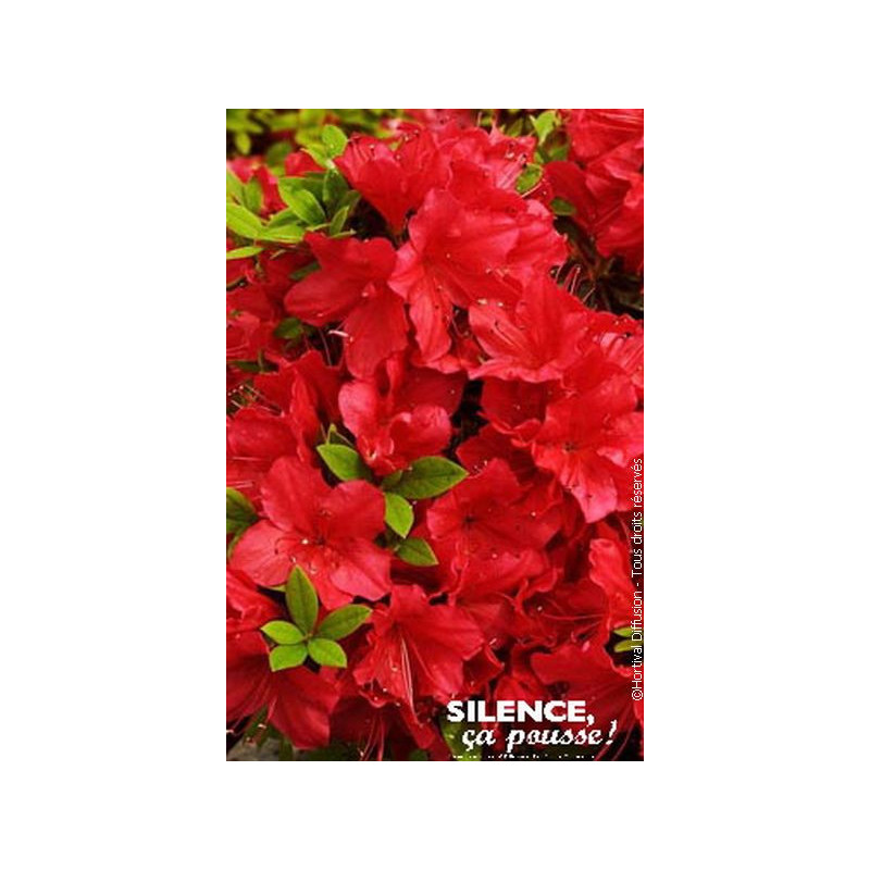 Azalee du Japon rouge 50cm Silence ca pousse de Plantes Silence ça pousse dans Plantes à petits fruits (kiwi, myrtilles, gros...