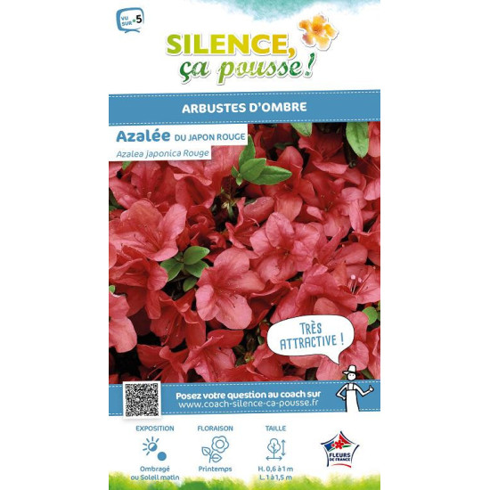 Azalee du Japon rouge 50cm Silence ca pousse de Plantes Silence ça pousse dans Plantes à petits fruits (kiwi, myrtilles, gros...