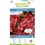 Azalee du Japon rouge 50cm Silence ca pousse de Plantes Silence ça pousse dans Plantes à petits fruits (kiwi, myrtilles, gros...