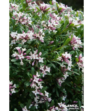 DAPHNE TRA,PINK FRAGRANCE R C4,5 TF/BU de Plantes Silence ça pousse dans Plantes à petits fruits (kiwi, myrtilles, groseilles...